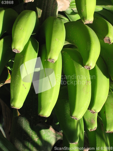 Image of Bananas