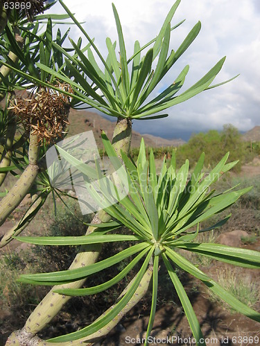 Image of Plant