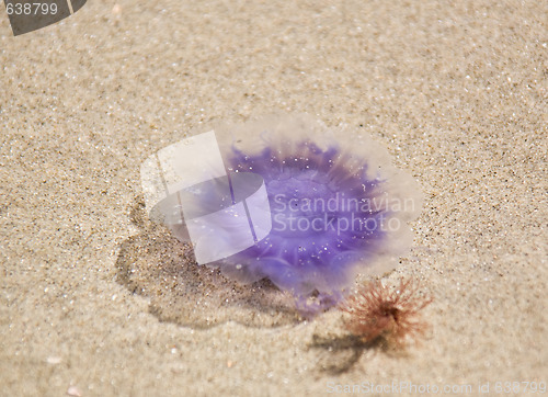 Image of jellyfish