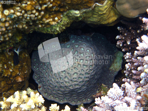 Image of Stony corals