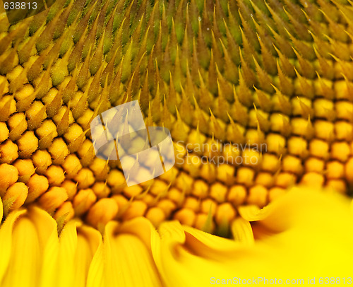 Image of Sunflower macro