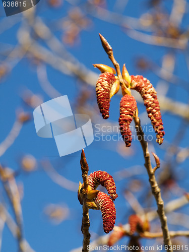 Image of Blooming tree