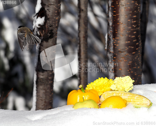 Image of Splash of Summer in Winter