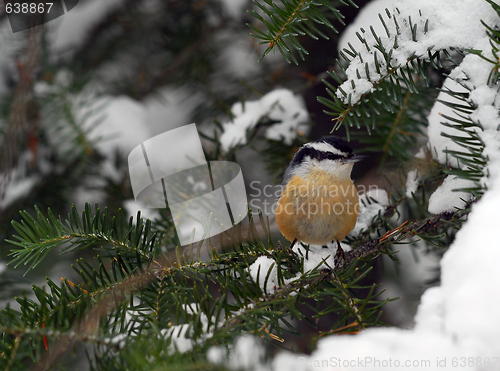 Image of Red-Breasted Nuthatch