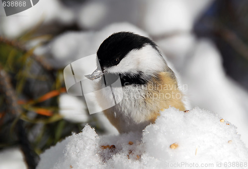 Image of Black-capped Chickadee