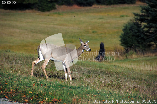 Image of White-tailed deer