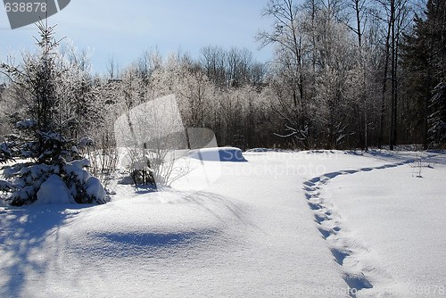 Image of Winter Landscape