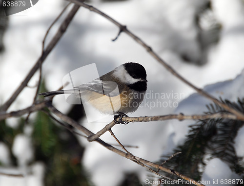 Image of Black-capped Chickadee