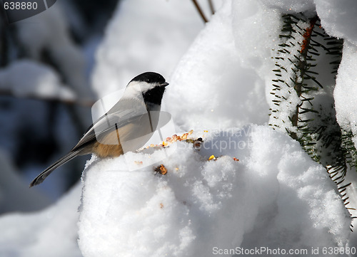 Image of Black-capped Chickadee