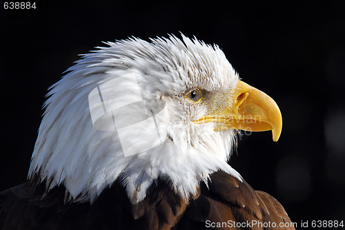 Image of American Bald Eagle