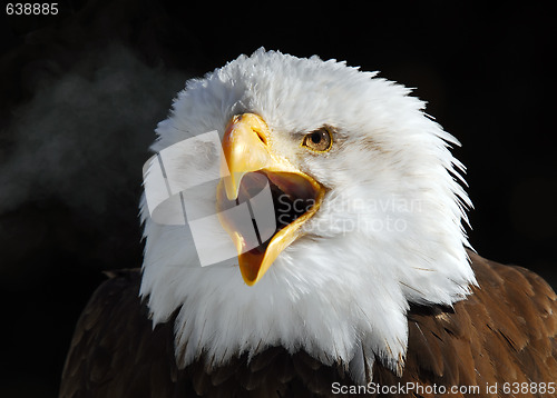 Image of American Bald Eagle