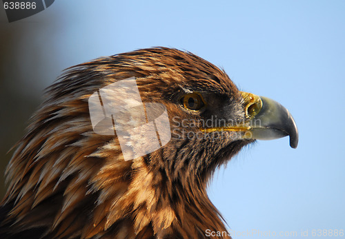 Image of Golden Eagle