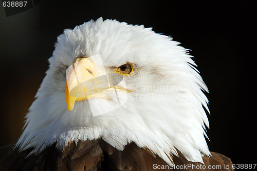 Image of American Bald Eagle