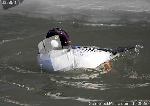 Image of Common Goldeneye (Bucephala clangula)