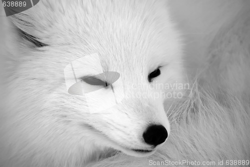 Image of Arctic Fox