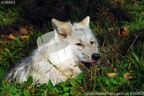 Image of Arctic wolf