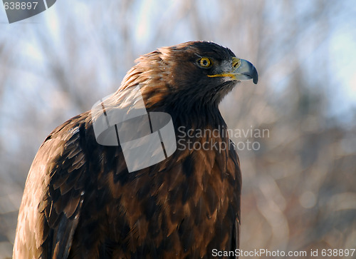 Image of Golden Eagle