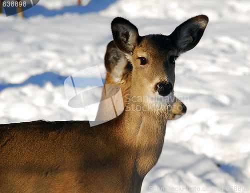 Image of Whte-tailed deer