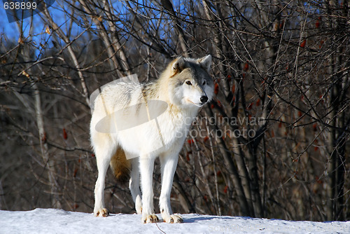 Image of Gray Wolfe