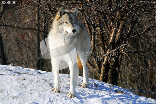 Image of Gray Wolfe