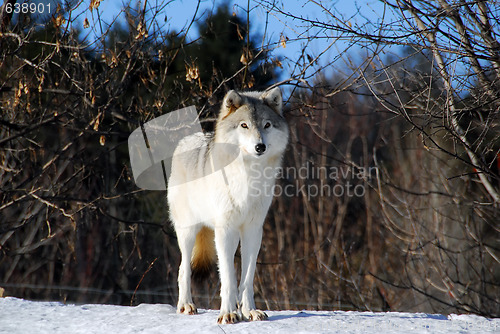 Image of Gray Wolfe
