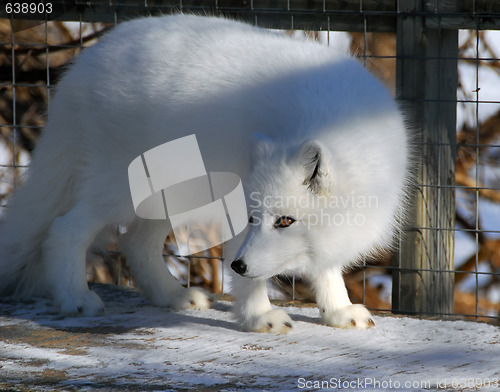 Image of Arctic Fox