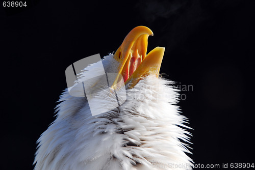 Image of American Bald Eagle