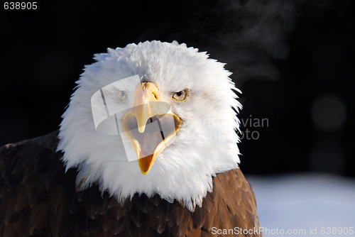 Image of American Bald Eagle