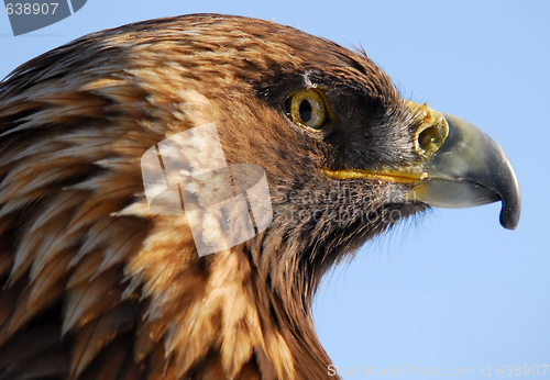 Image of Golden Eagle
