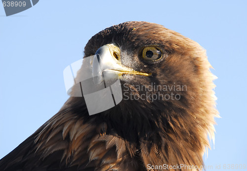 Image of Golden Eagle