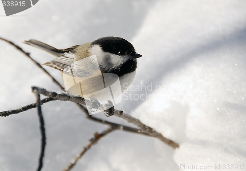 Image of Black-capped Chickadee