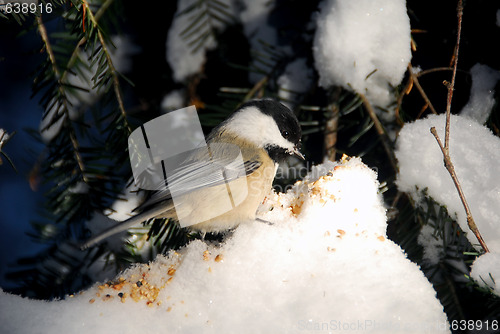 Image of Black-capped Chickadee
