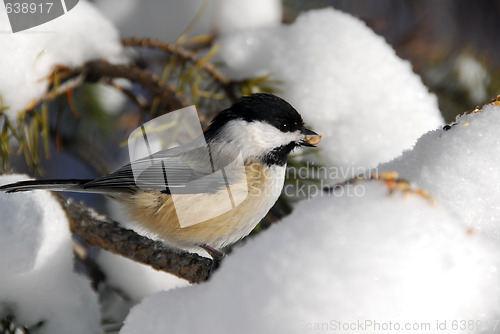 Image of Black-capped Chickadee