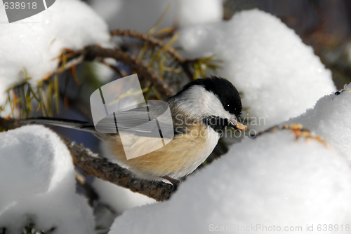 Image of Black-capped Chickadee