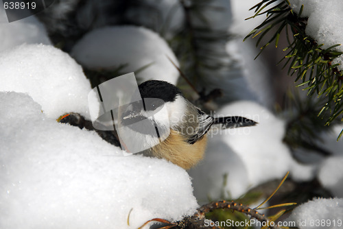 Image of Black-capped Chickadee