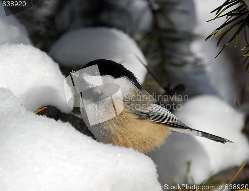 Image of Black-capped Chickadee