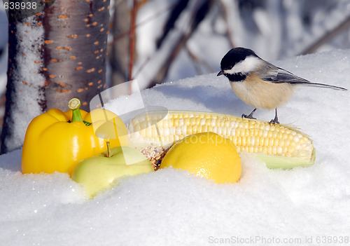 Image of Splash of Summer in Winter