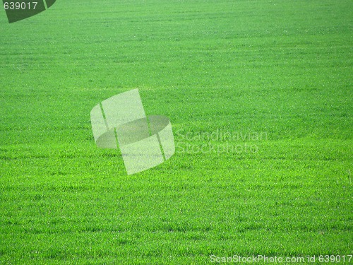 Image of Bright green field