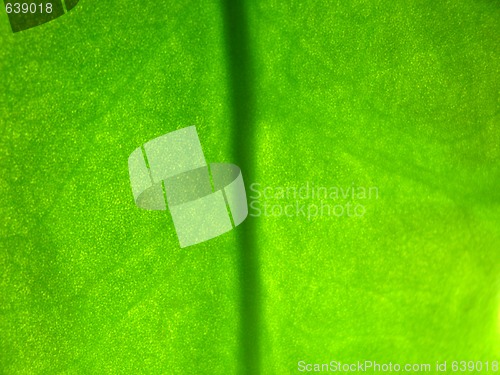 Image of Leaf texture