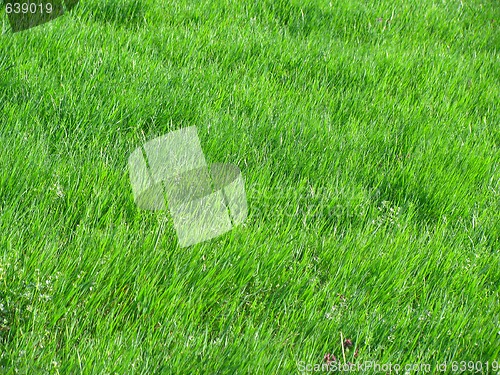 Image of Green grass