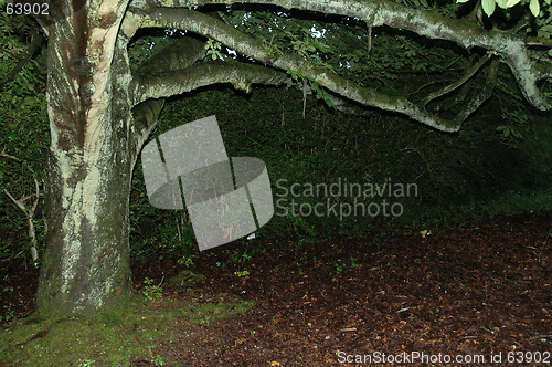 Image of mossy tree