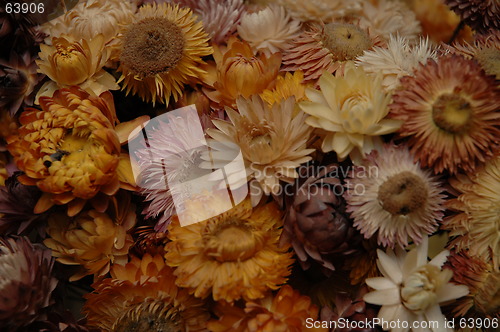 Image of dried flowers