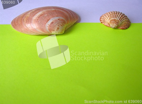 Image of Blank paper with sea shells