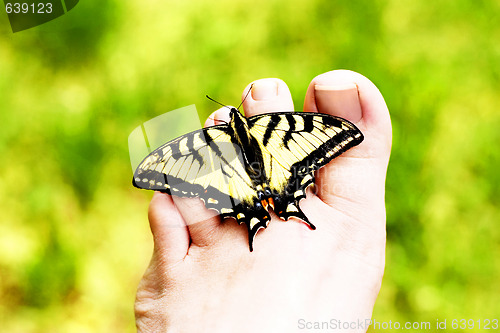 Image of Butterfly Toe Ring