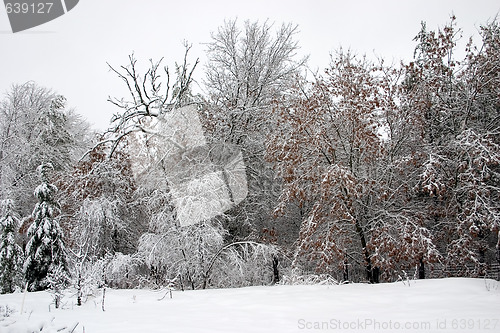 Image of Snowy Trees