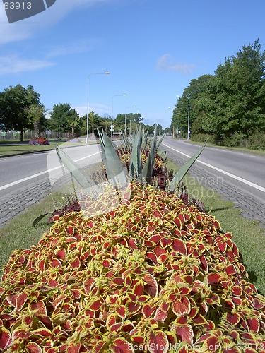 Image of flowers on the highway