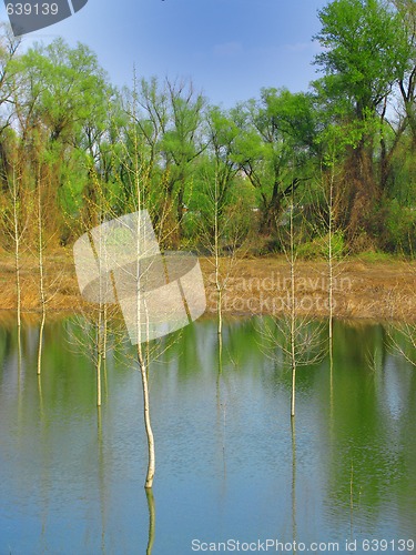 Image of Young trees flooded by river