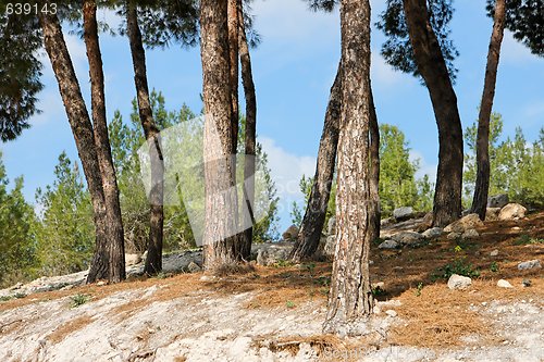 Image of Pinetree forest on rocky slope in bright summer day