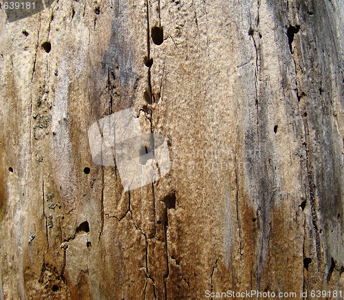 Image of Strain old poplar