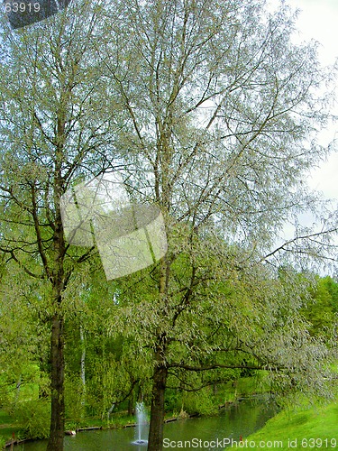 Image of tree and water